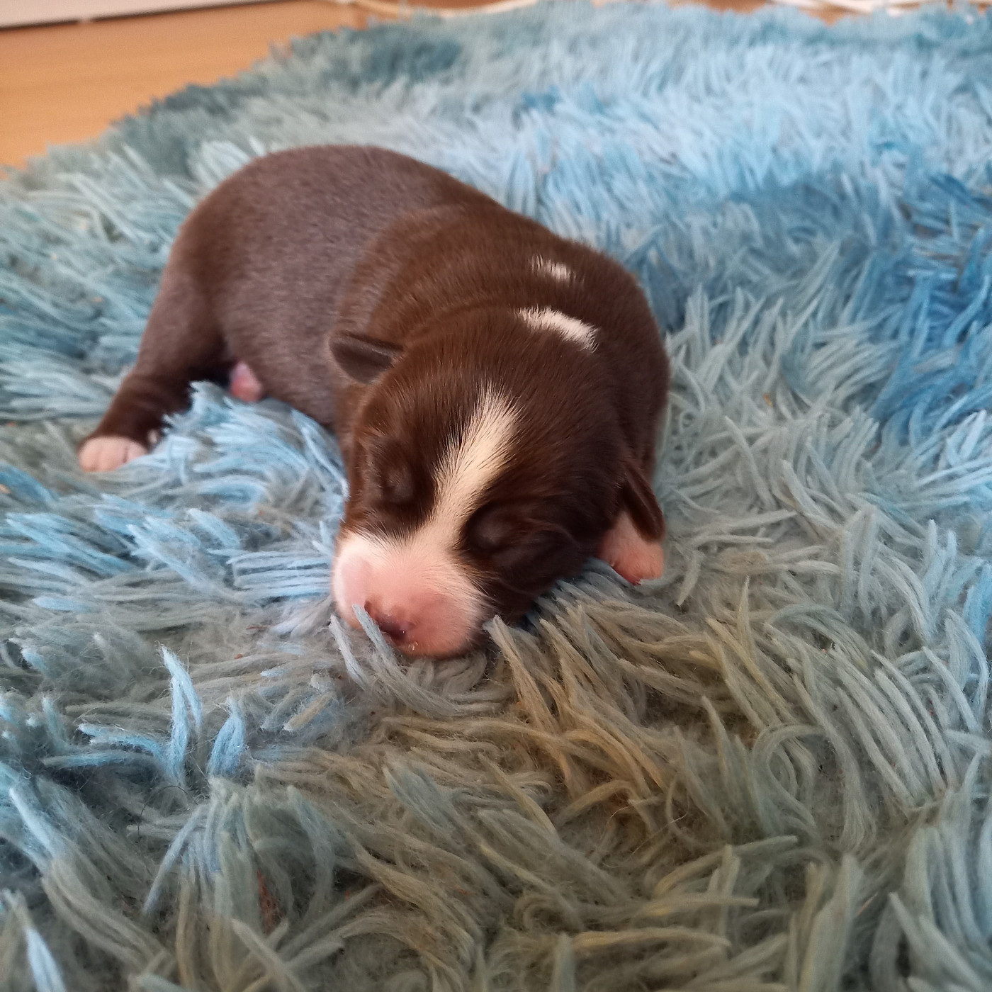 Du Royaume D'Ivar - Chiots disponibles - Berger Américain Miniature 