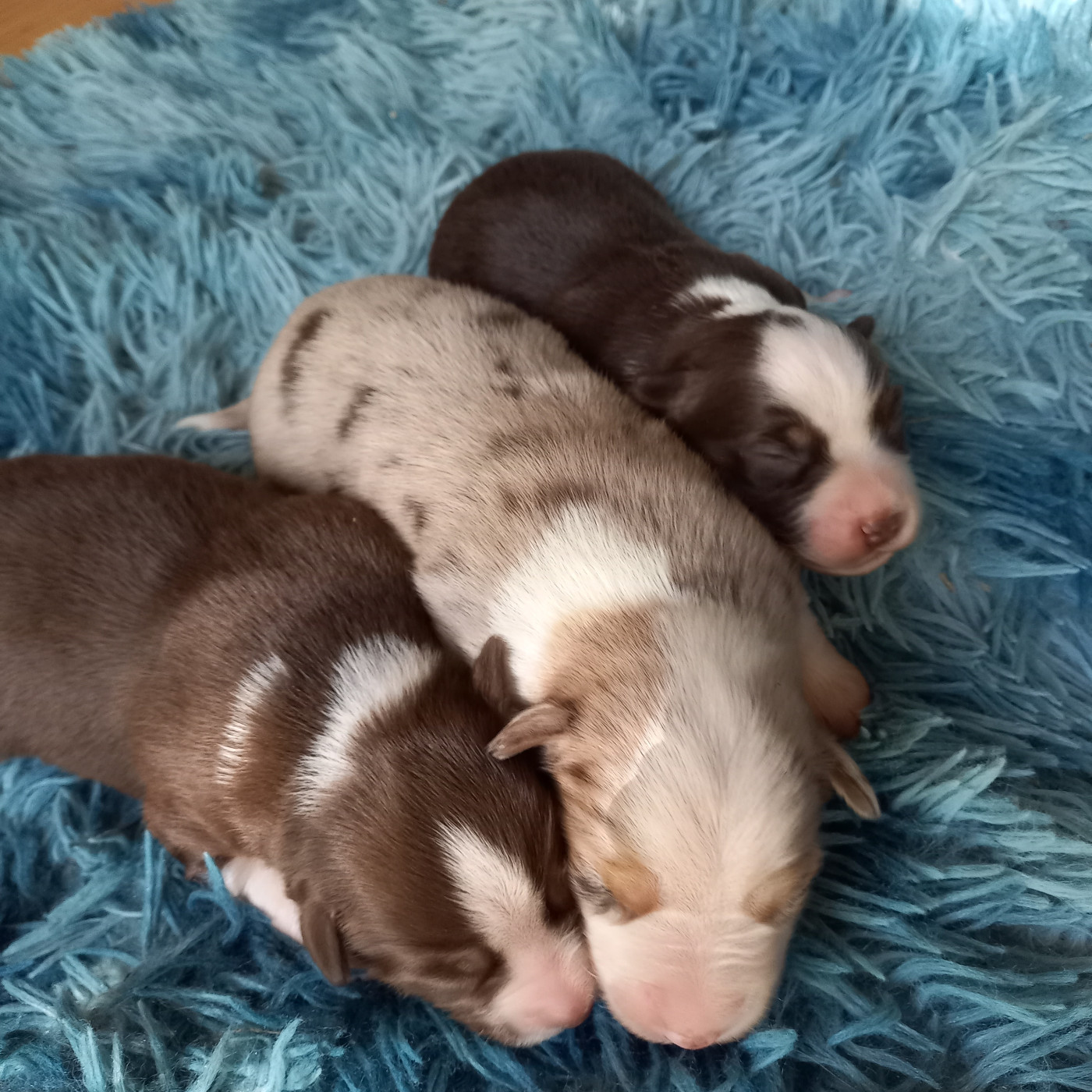 Du Royaume D'Ivar - Chiots disponibles - Berger Américain Miniature 