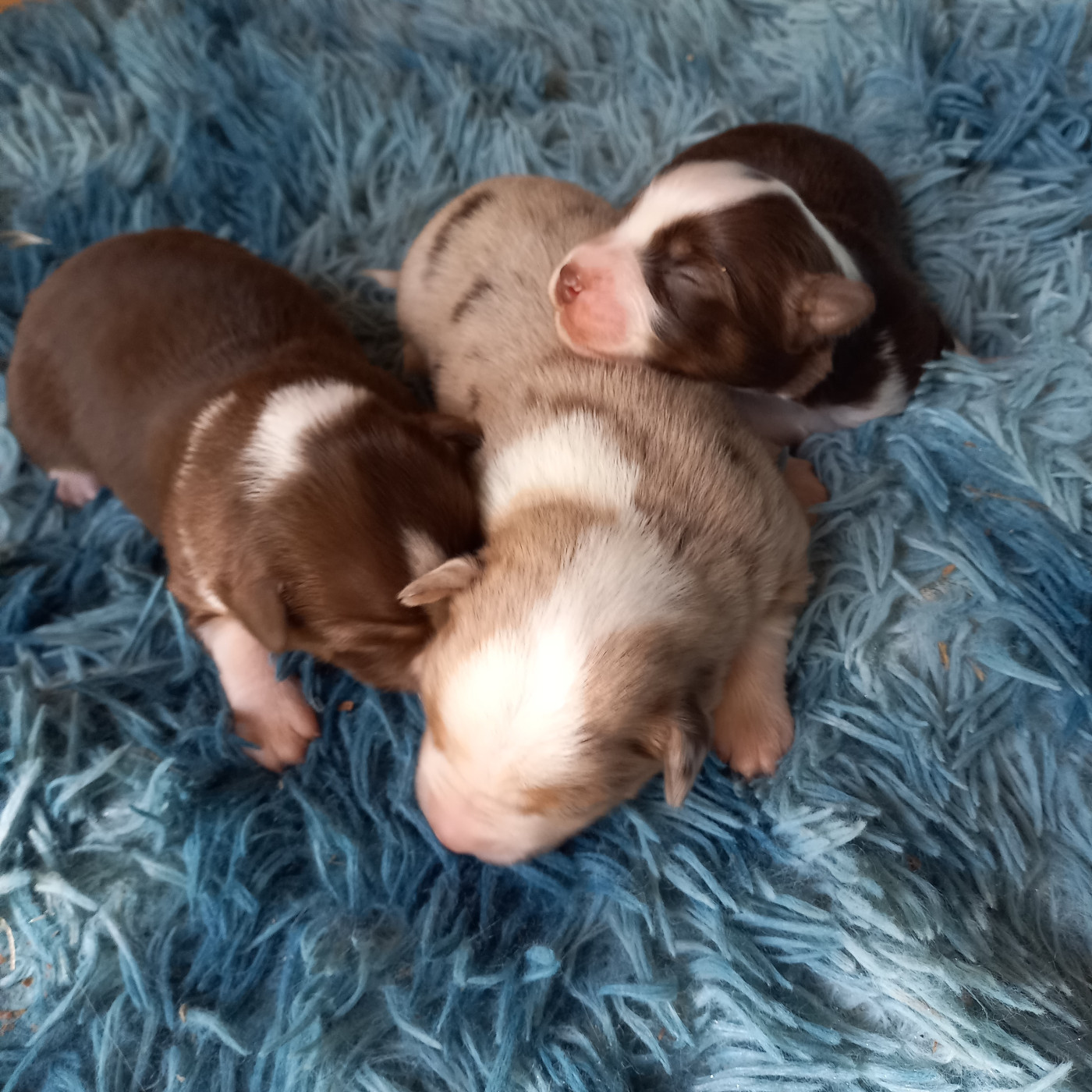 Du Royaume D'Ivar - Chiots disponibles - Berger Américain Miniature 