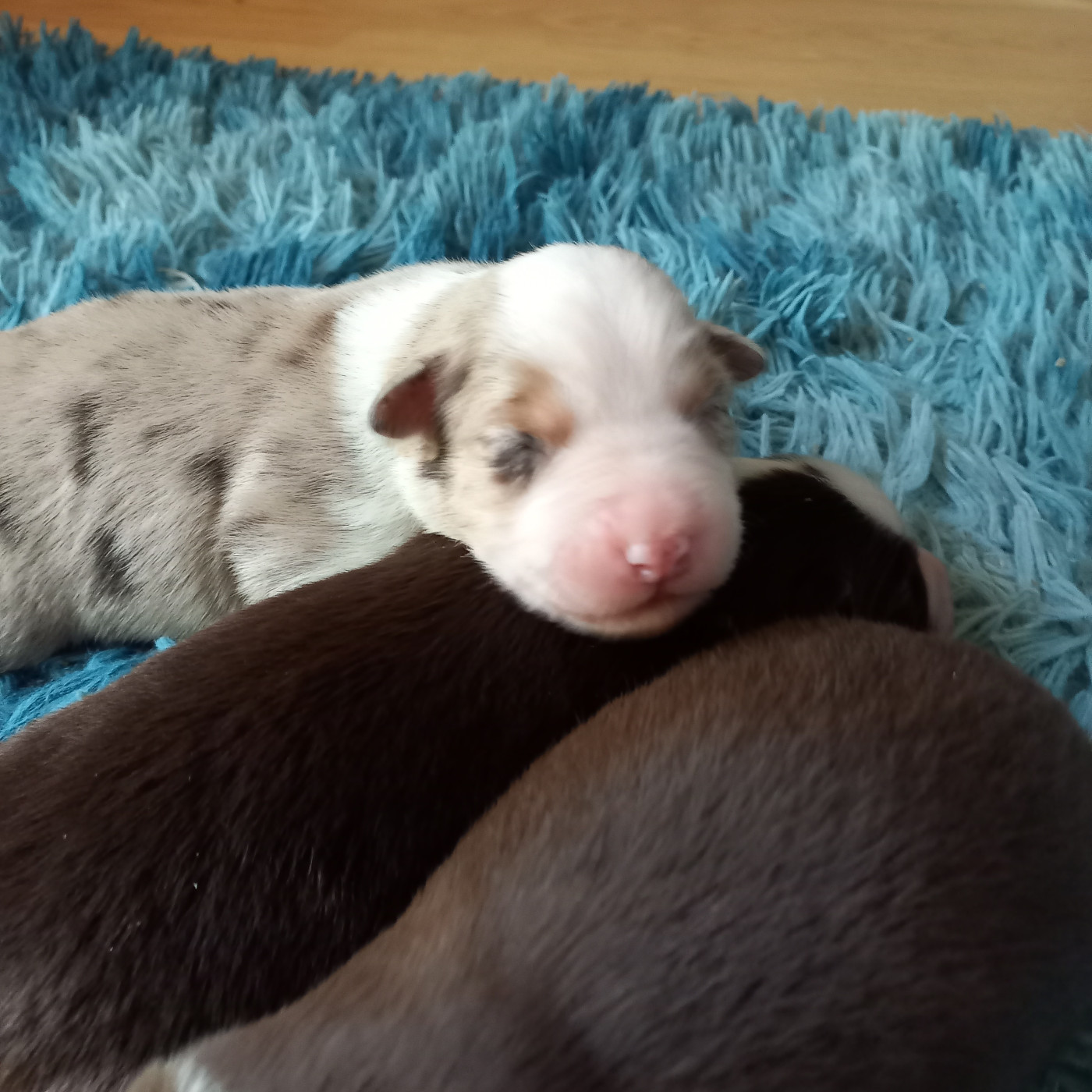 Du Royaume D'Ivar - Chiots disponibles - Berger Américain Miniature 