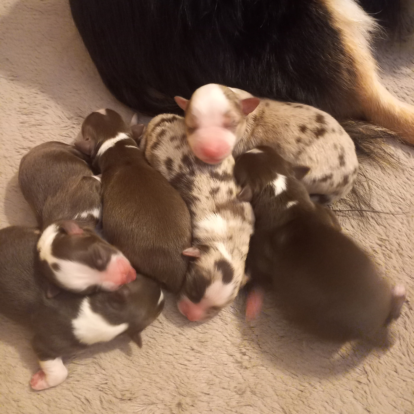 Chiot Berger Américain Miniature Du Royaume D'Ivar