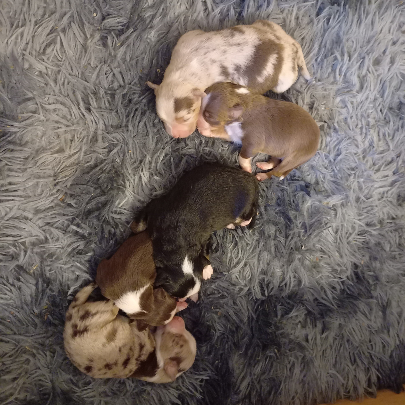 Chiot Berger Américain Miniature  Du Royaume D'Ivar