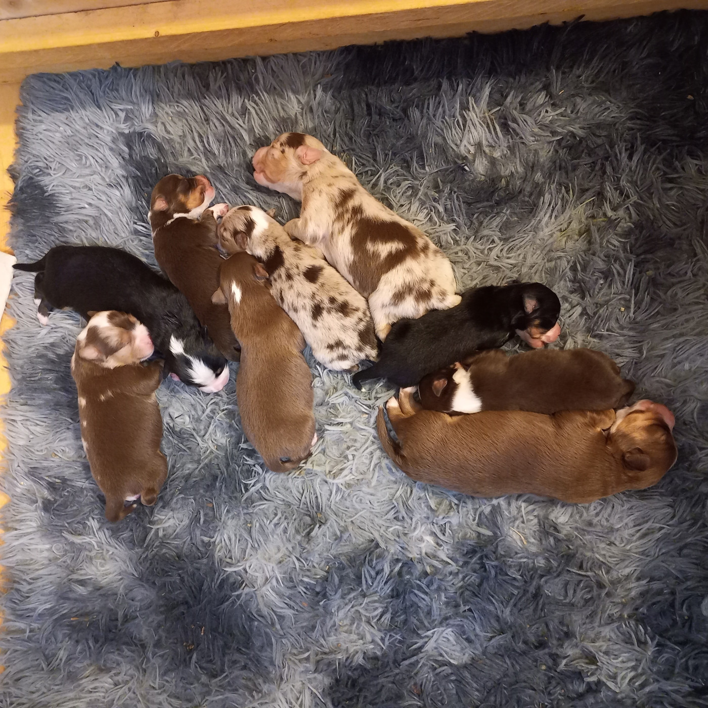 Du Royaume D'Ivar - Chiots disponibles - Berger Américain Miniature 