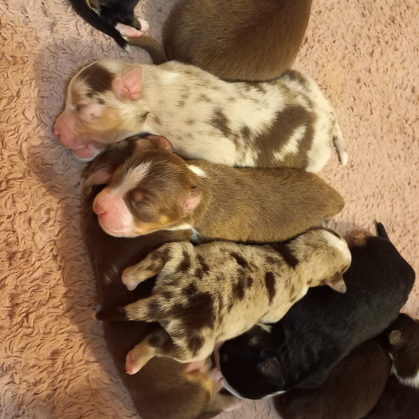 Du Royaume D'Ivar - Chiots disponibles - Berger Américain Miniature 