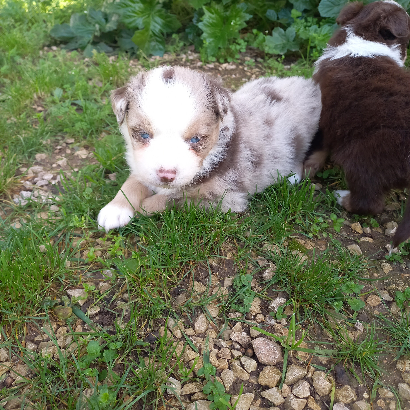 Du Royaume D'Ivar - Chiots disponibles - Berger Américain Miniature 