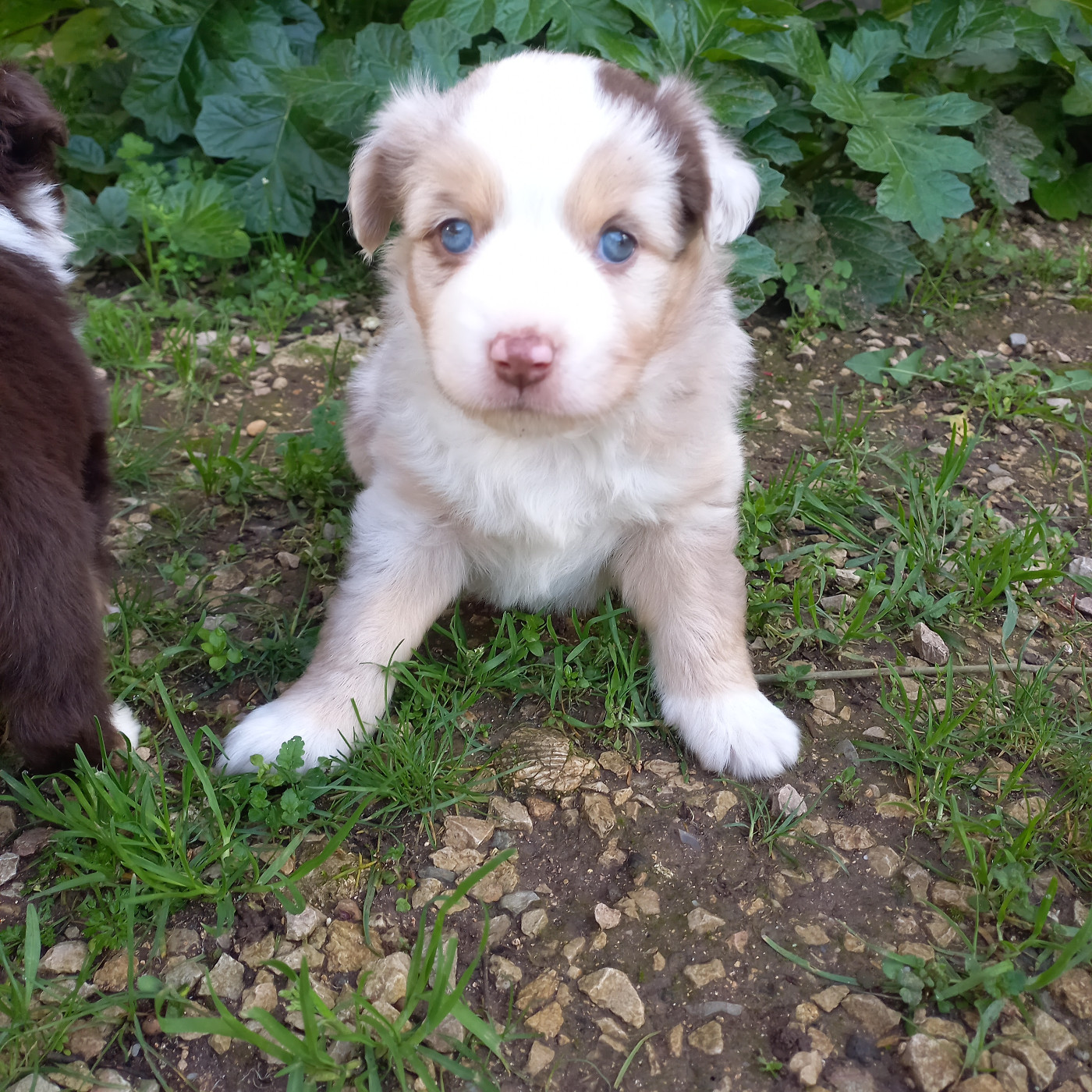 Du Royaume D'Ivar - Chiots disponibles - Berger Américain Miniature 