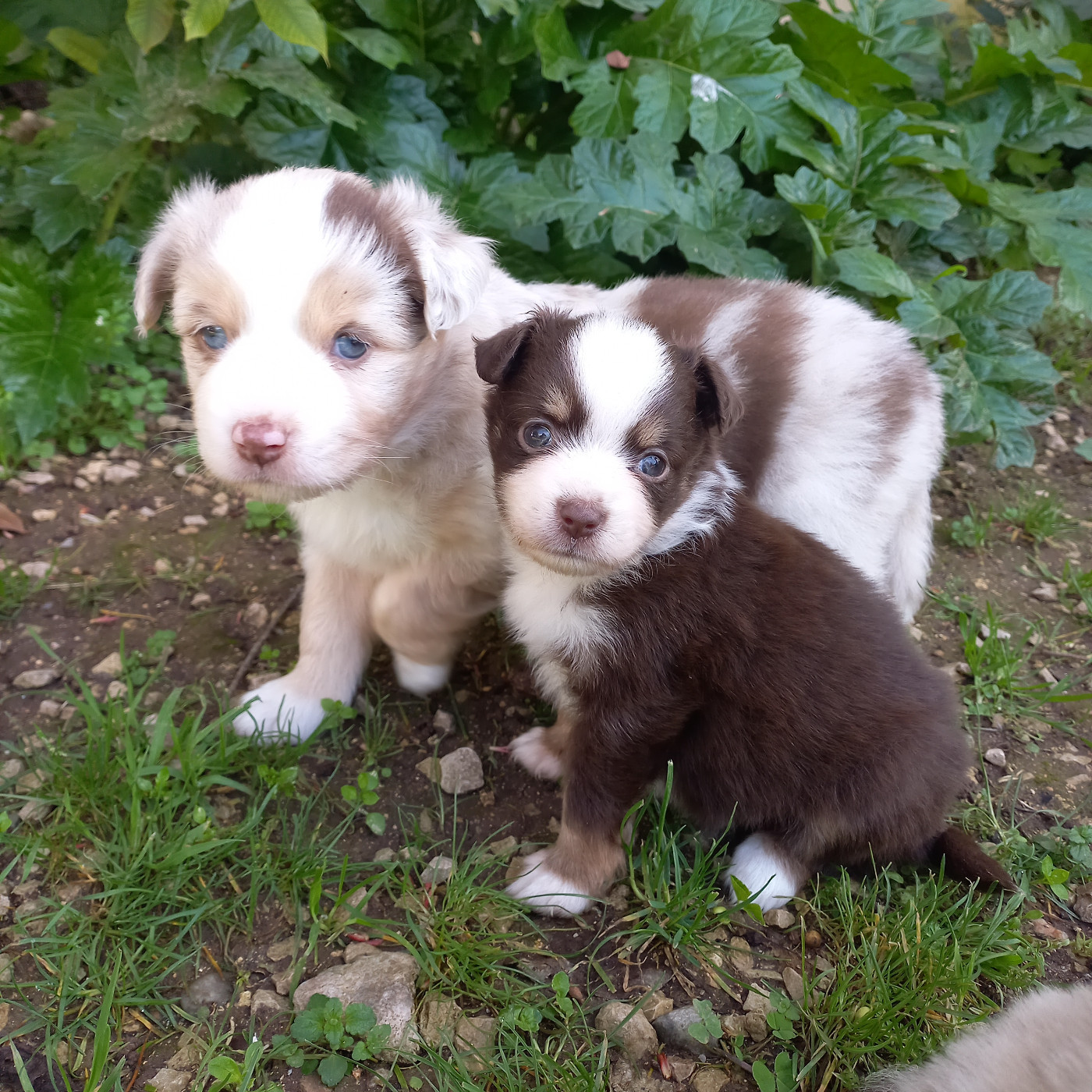 Du Royaume D'Ivar - Chiots disponibles - Berger Américain Miniature 