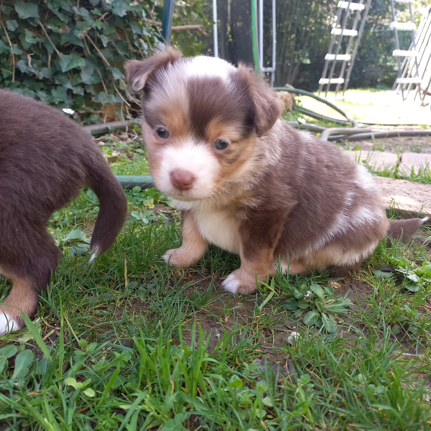 Du Royaume D'Ivar - Chiots disponibles - Berger Américain Miniature 