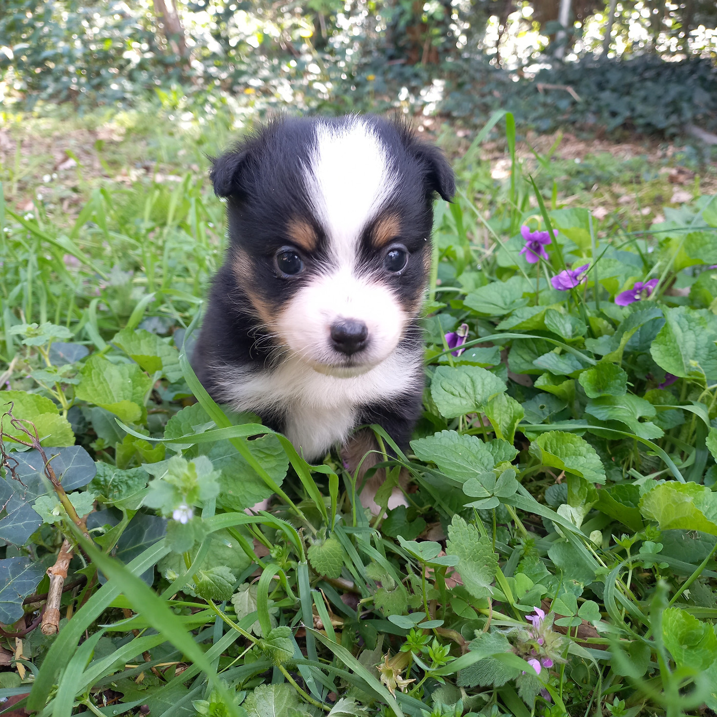 Du Royaume D'Ivar - Chiots disponibles - Berger Américain Miniature 