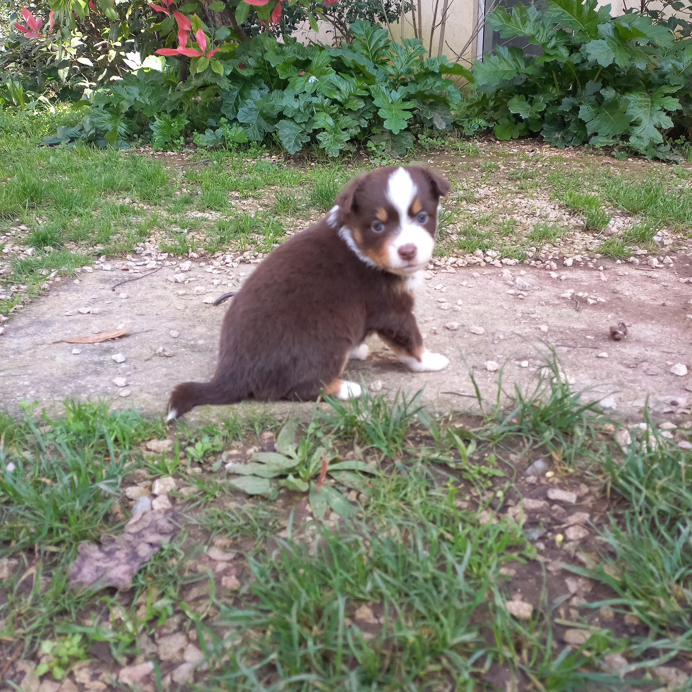 Du Royaume D'Ivar - Chiots disponibles - Berger Américain Miniature 