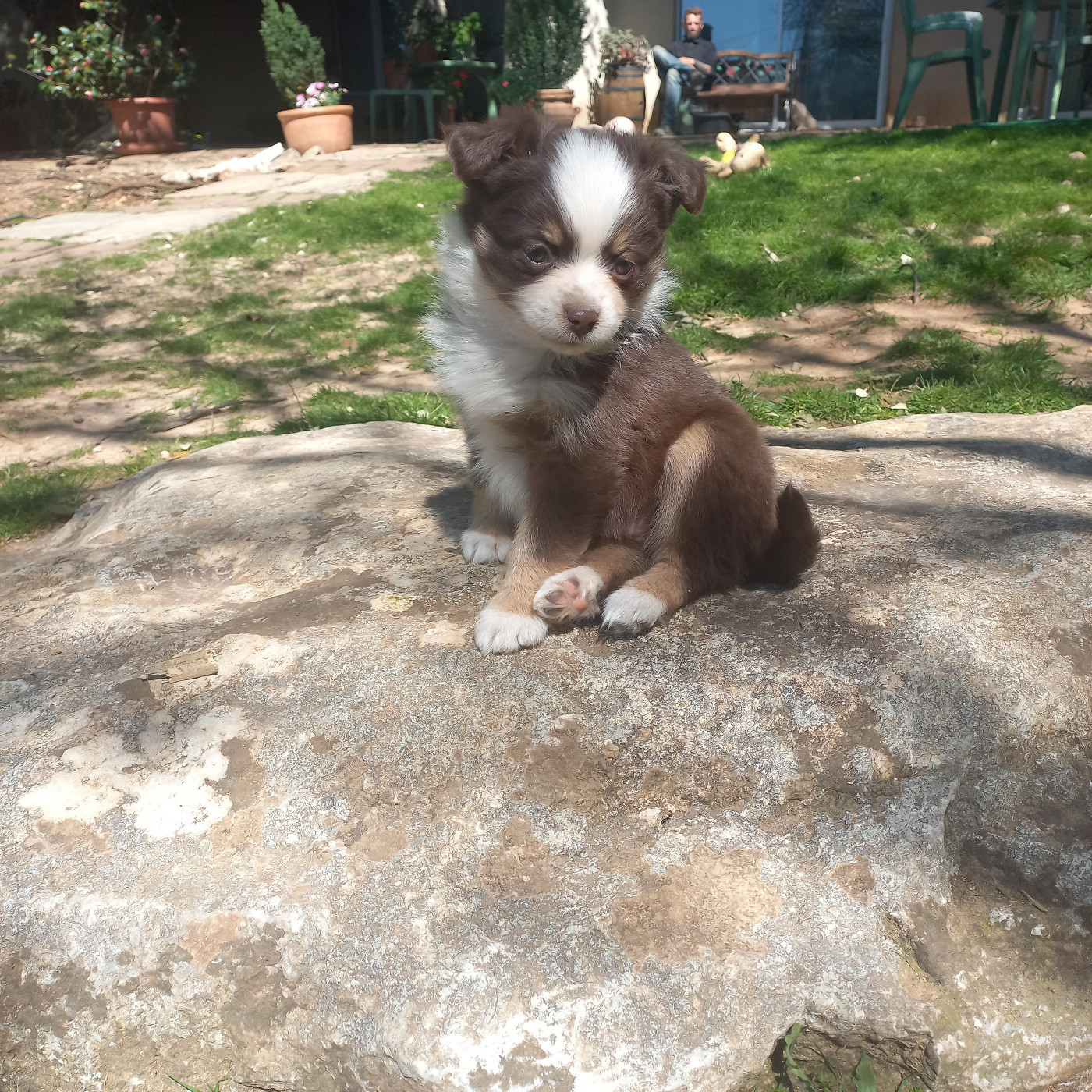 Du Royaume D'Ivar - Chiots disponibles - Berger Américain Miniature 