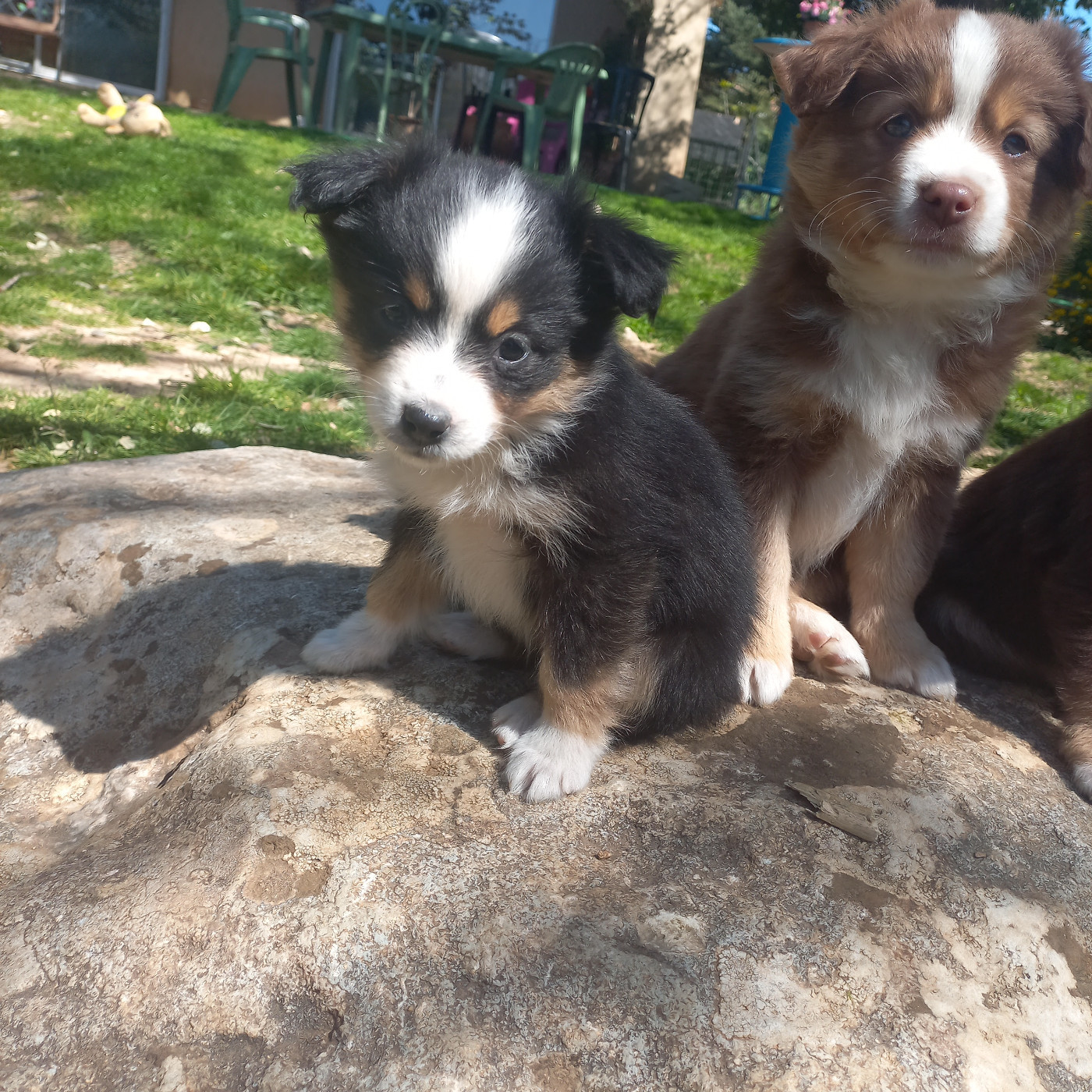 Du Royaume D'Ivar - Chiots disponibles - Berger Américain Miniature 