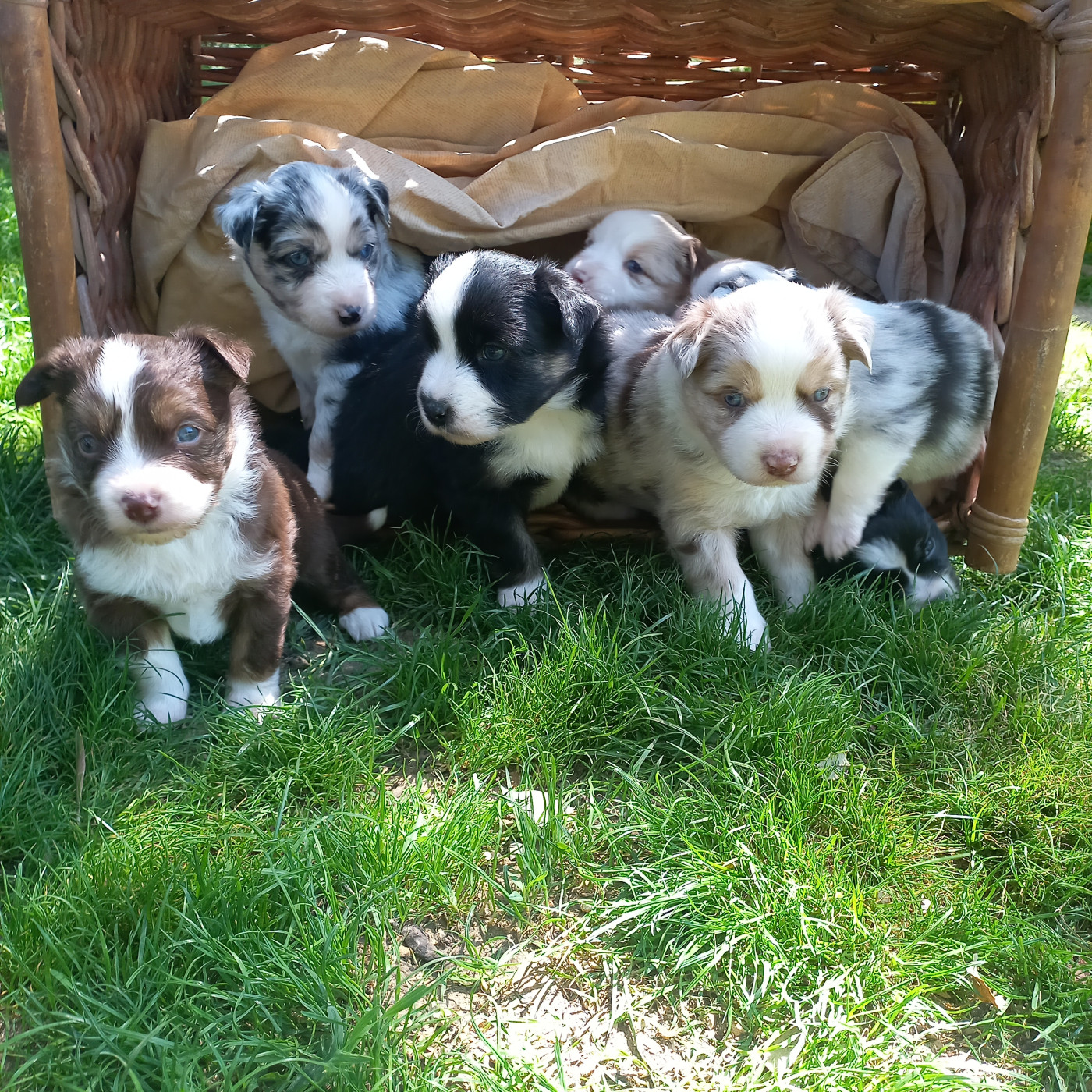 Chiot Berger Américain Miniature  Du Royaume D'Ivar