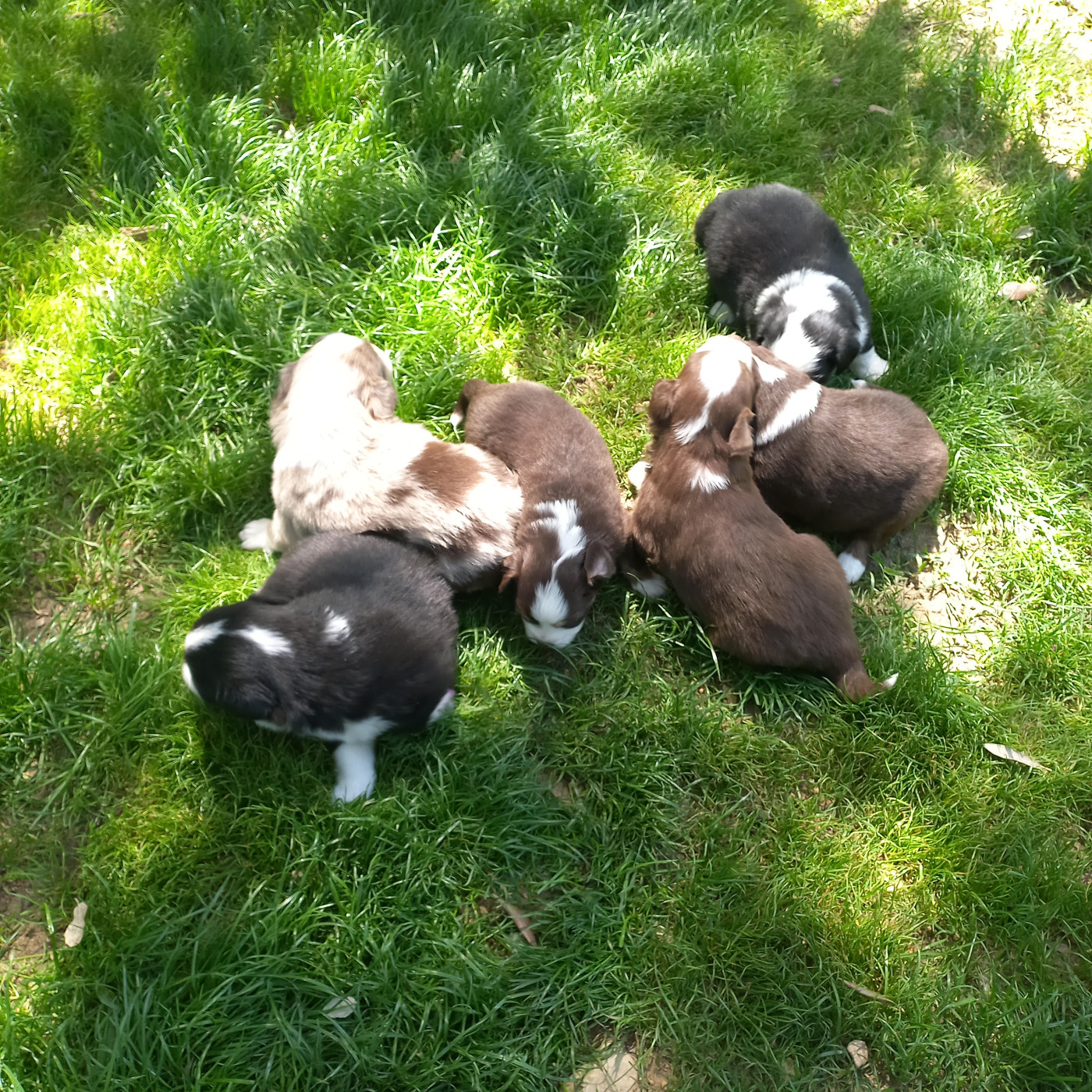 Chiot Berger Américain Miniature  Du Royaume D'Ivar