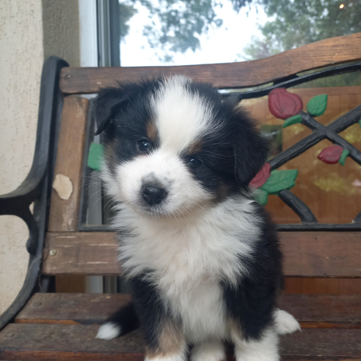Du Royaume D'Ivar - Chiots disponibles - Berger Américain Miniature 