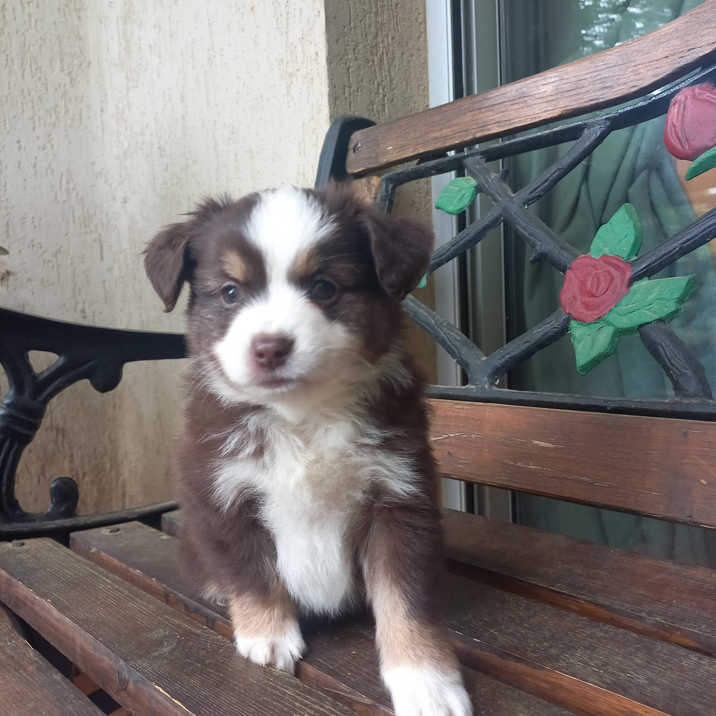 Du Royaume D'Ivar - Chiots disponibles - Berger Américain Miniature 
