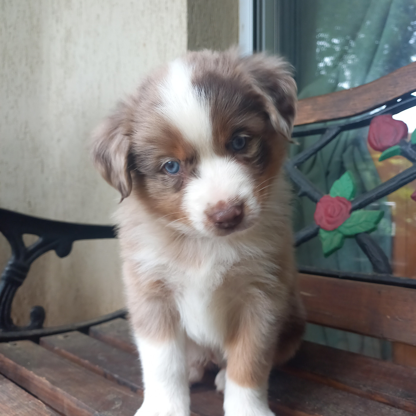 Du Royaume D'Ivar - Chiots disponibles - Berger Américain Miniature 
