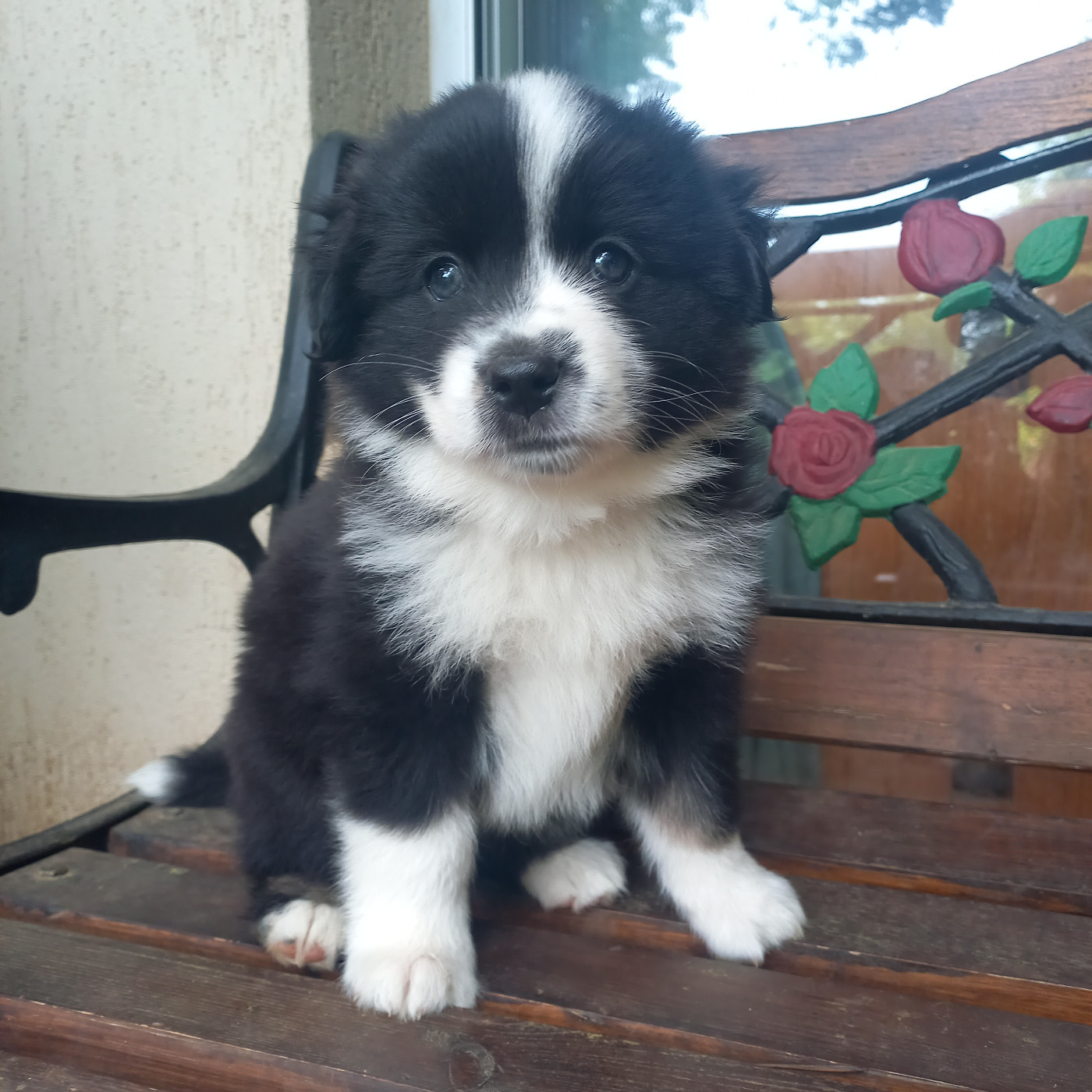 Du Royaume D'Ivar - Chiots disponibles - Berger Américain Miniature 