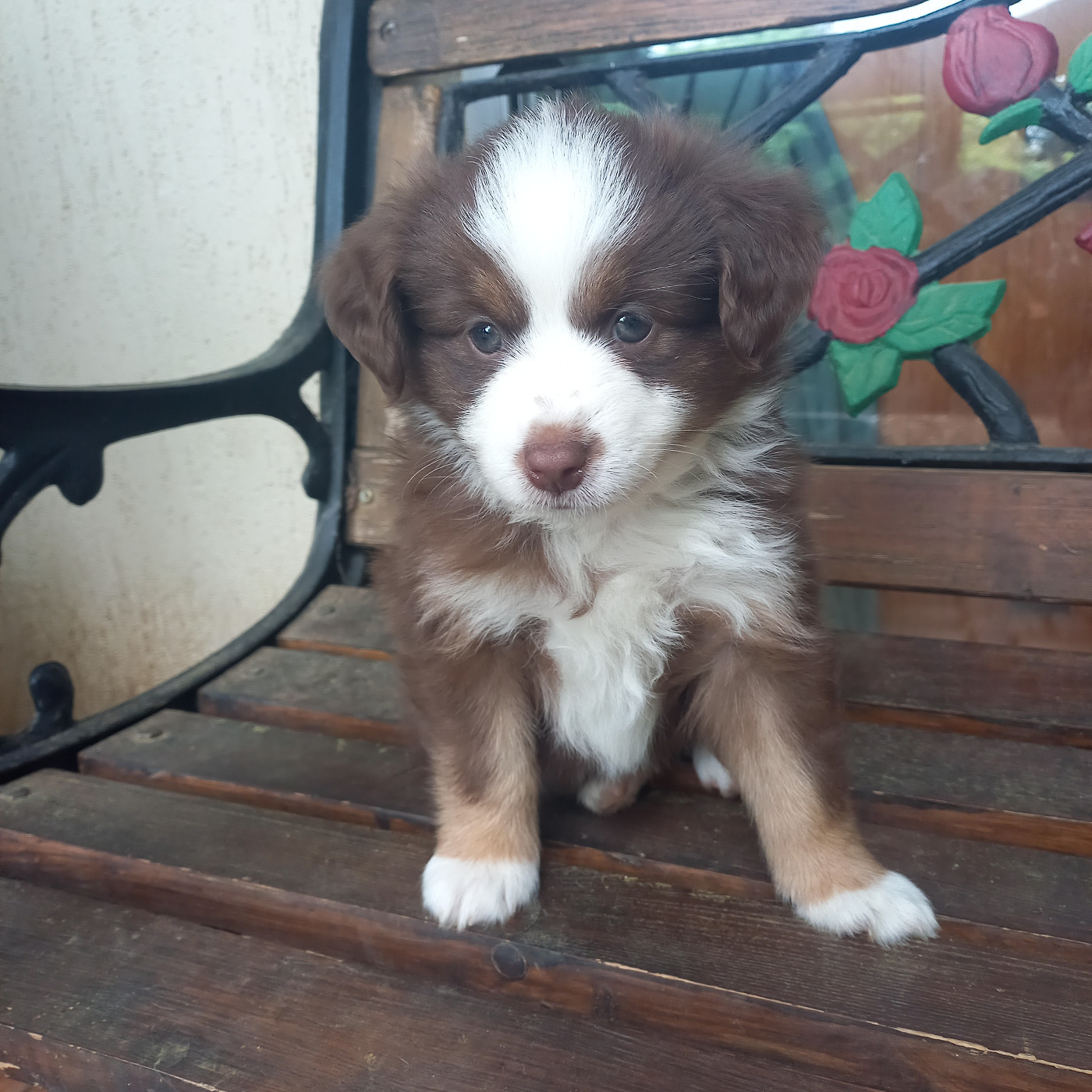 Du Royaume D'Ivar - Chiots disponibles - Berger Américain Miniature 