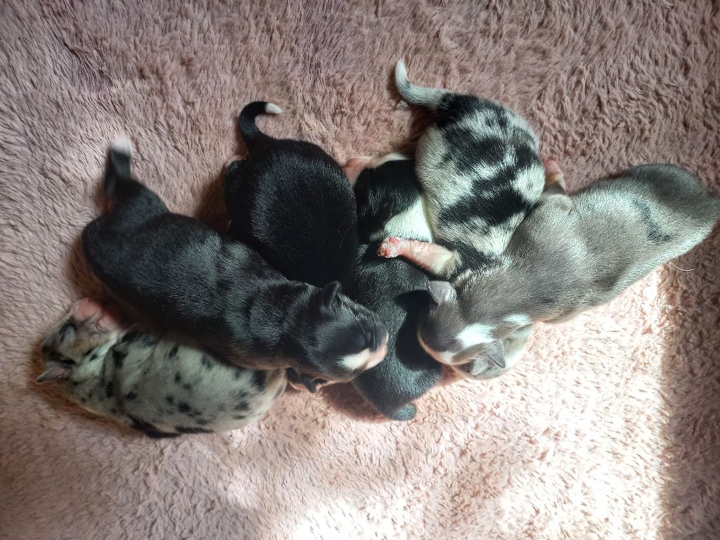 Chiot Berger Américain Miniature Du Royaume D'Ivar