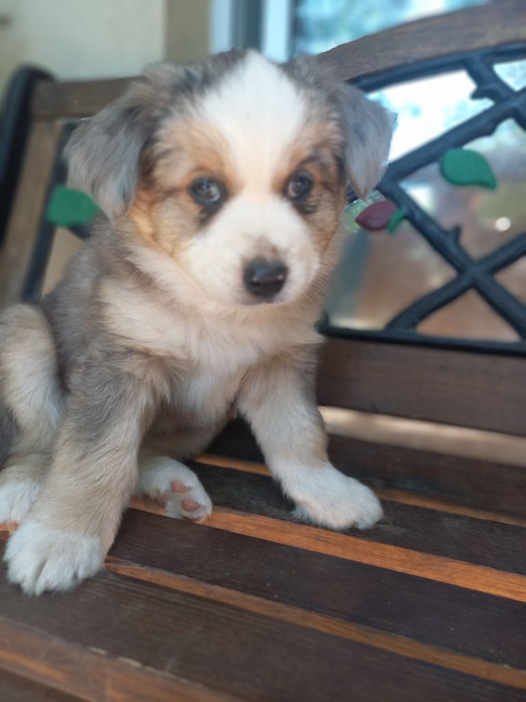 Du Royaume D'Ivar - Chiots disponibles - Berger Américain Miniature 