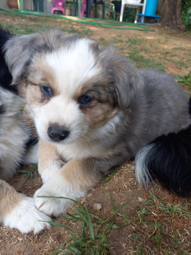 Du Royaume D'Ivar - Chiots disponibles - Berger Américain Miniature 