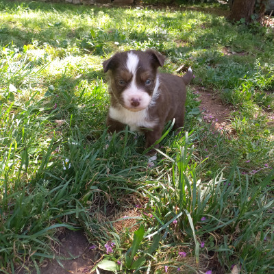 Barney